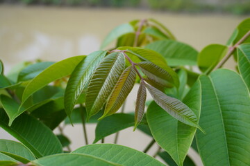 Hog plum is a deciduous tree reaching 15–22 metres (49–72 feet) in height. The bark is deeply...