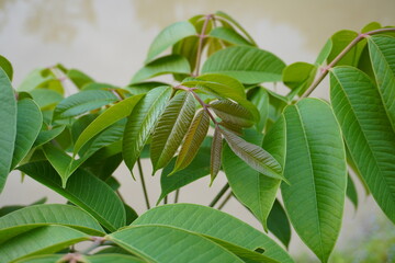 Hog plum is a deciduous tree reaching 15–22 metres (49–72 feet) in height. The bark is deeply fissured. The plant typically drops most of its compound leaves before flowering.
