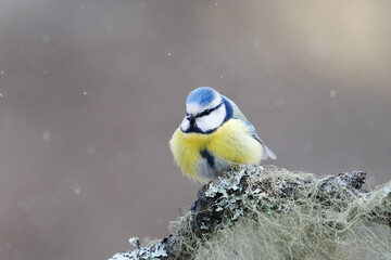 Eurasian blue tit (Cyanistes caeruleus) sitting on a branch in snowfall in the garden in spring.
