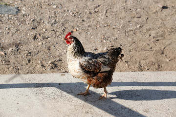 Black, brown and white chicken walking freely on a farm outside. Fowl. Poultry industry. Organic farm.