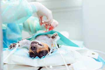 Dog has surgery in the veterinary animal hospital. Animal sick dog Jack Russell Terrier lies...