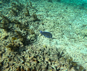 isolated surgeonfish on coral reef, underwater photo. Blue tang fish in caribbean sea, commonly seen in guadeloupe snorkeling tour