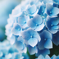 blue hydrangea flower, background