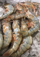 camarão, camarão cinza, camarão no gelo, exibição de frutos do mar, venda de camarão, mercado de frutos do mar, frutos do mar frescos, camarão de exibição de gelo, camarão de alta qualidade, fotografi