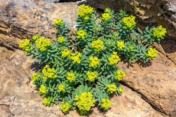Phedimus aizoon flowers that grow wild on the Tsumekizaki coast.