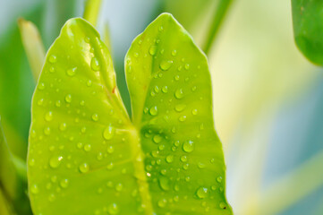 Philodendron burle marxii, Philodendron or ARACEAE and rain droplet