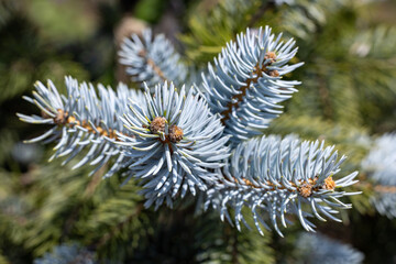 Beautiful spruce of picea pungens in spring.