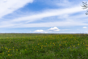 Green field in the sunny day