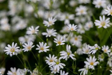 White flowers in the spring forest