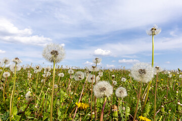 Obraz premium Dandelion blooms on a springfield