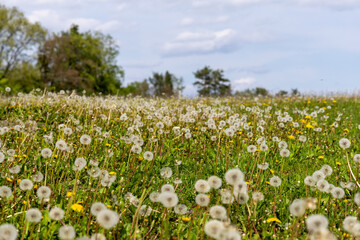 Obraz premium Dandelion blooms on a springfield