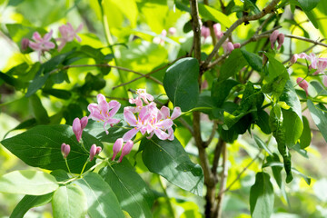 Pink flowers on a bush