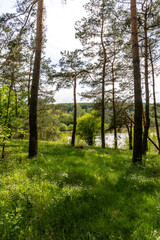 Obraz premium Spring forest on a sunny day