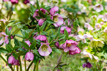 Pink hellebore flowers blooming in early spring garden.
