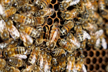 Queen of Buckfast bees. The queen is surrounded by nurse bees.