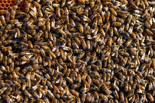 Bees on honeycombs. Buckfast bees.