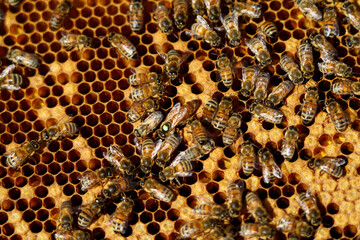 Purebred queen bees of the Buckfast breed. The queen is surrounded by nurse bees.