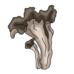Illustration champignon corne d'abondance