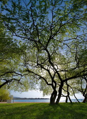 Fototapeta premium Kyrgyzstan. The contrasting morning sun over the shore of Lake Issyk-Kul through the green crowns of willows.