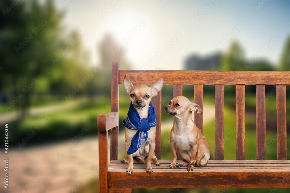 Poster Cute happy domestic dogs outdoor