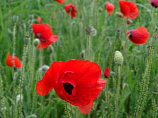 Red poppies in the wild