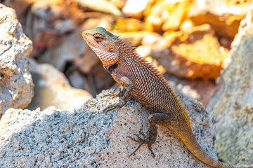 Lizard chameleon iguana on its back on rock Sri Lanka.