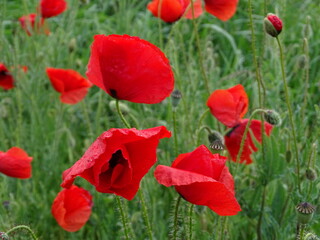 Red poppies in the wild