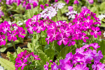 Obraz premium Pink primula sieboldii flowers blooming in the spring garden.