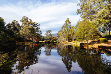 Fototapeta premium Marysville in Autumn Colours in Australia