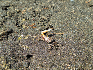 Uca vocans, Fiddler Crab walking in mangrove forest at Pangandaran Beach, Indonesia.