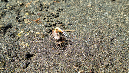 Uca vocans, Fiddler Crab walking in mangrove forest at Pangandaran Beach, Indonesia.