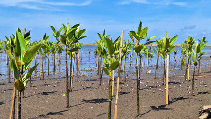 Young mangrove trees growing along the coast in tropical beach in mangrove conservation in Pangandaran with cloudy blue sky.