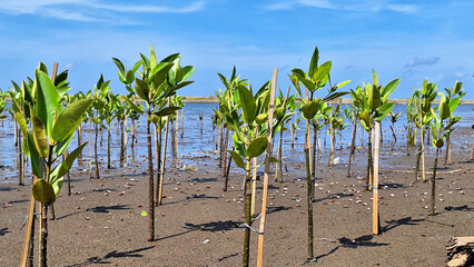 Young mangrove trees growing along the coast in tropical beach in mangrove conservation in...