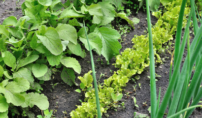 organically cultivated various vegetables  in the vegetable garden, summertime