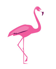 Hand Drawn Flamingo Vector Illustration, Summer Print Design
