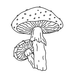Illustration au trait noir de champignon Amanite Tue Mouche 