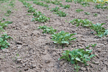 Bushes of young potatoes. Potatoes in the garden. Eco food. Selective focus.