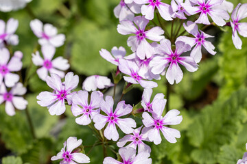 Fototapeta premium White primula sieboldii flowers blooming in the spring garden.