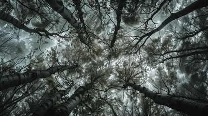 Obraz premium Very high quality detailed photography trees that change