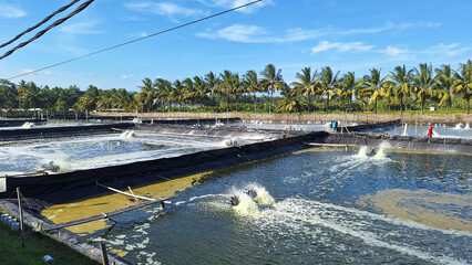 Shrimp cultivation pond in the Pangandaran. Industry area for livestock production, aquaculture.