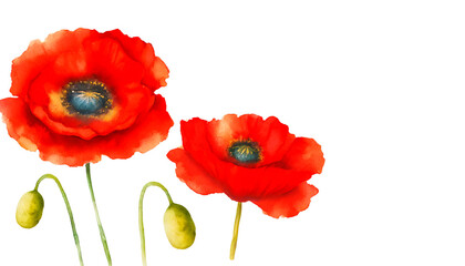 Vibrant red poppies in bloom against a white background. Concept: beauty, nature, and simplicity. Perfect for floral designs, botanical illustrations, and natural-themed projects.