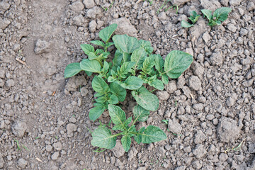 A bush of young potatoes. View from above. Potatoes in the garden. Eco food.