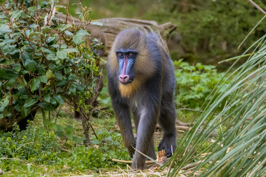 Mandrill