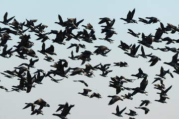 Bernache cravant,.Branta bernicla, Brant Goose, marais; region Pays de Loire; marais Breton; 85, Vendée, Loire Atlantique, France