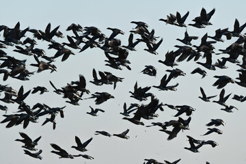 Bernache cravant,.Branta bernicla, Brant Goose, marais; region Pays de Loire; marais Breton; 85, Vendée, Loire Atlantique, France