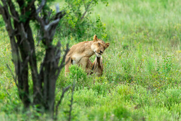 lion, femelle, lionne, Panthera leo, Afrique