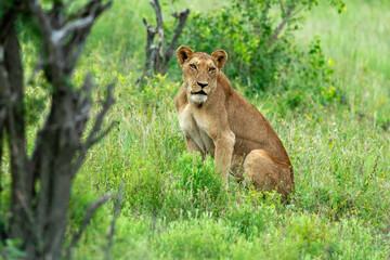lion, femelle, lionne, Panthera leo, Afrique