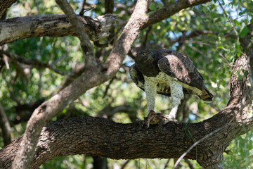 Aigle martial, Polemaetus bellicosus, Martial Eagle, Varan du Nil, Varanus niloticus