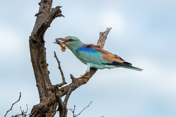 Rollier d'Europe, Coracias garrulus, European Roller