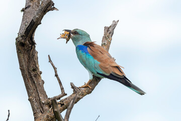 Rollier d'Europe, Coracias garrulus, European Roller